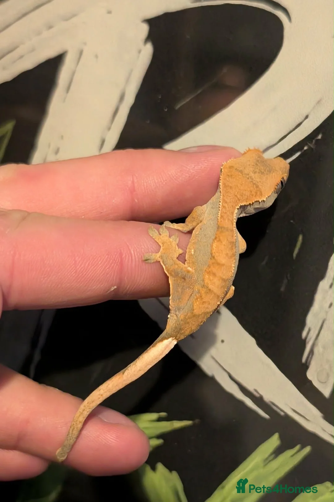 Gecko reptiles for sale: CB26 crested gecko  - Advert 2