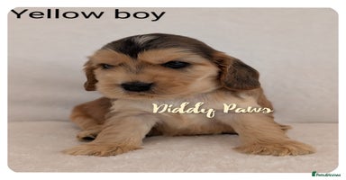 Cocker Spaniel dogs - Advert 8