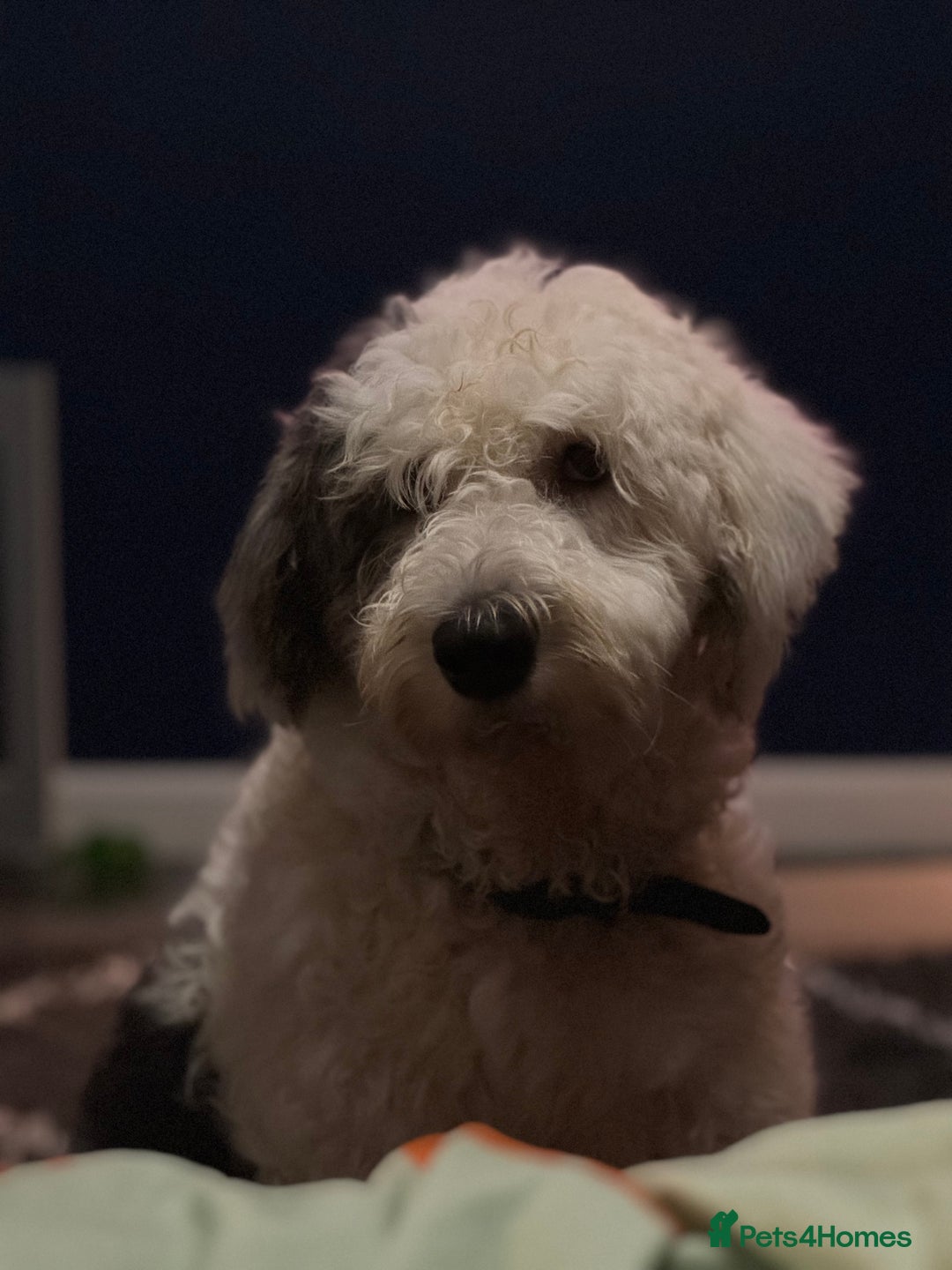 Short Hair Small Old English Sheepdog Herding Dog Small Old