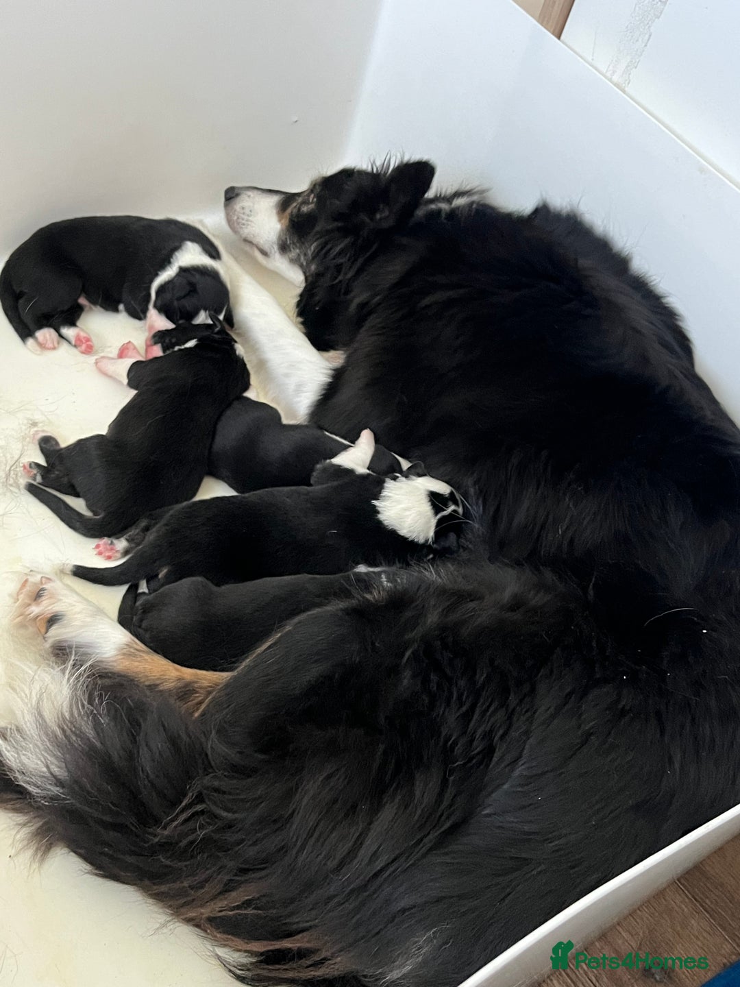 Border Collie dogs for sale: Beautiful Border Collie Puppies - Image 7