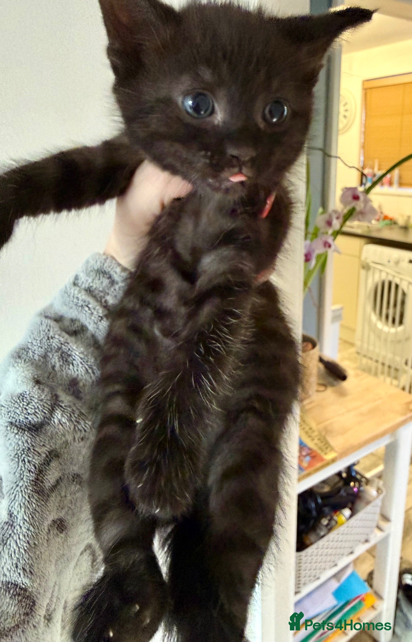 Mixed Breed cats 🐾 Beautiful Black Kittens 🐾 - Advert 1
