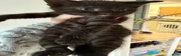 Mixed Breed cats for sale: 🐾 Beautiful Black Kittens 🐾 - Advert 1