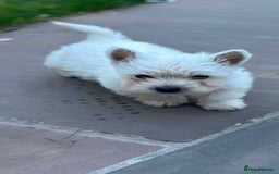 West Highland Terrier dogs for sale: West highland terrier puppies - Image 15