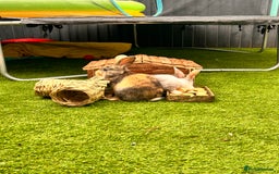 Mixed Breed rabbits for sale: Well-cared-for bunnies now available 🐇 - Image 4