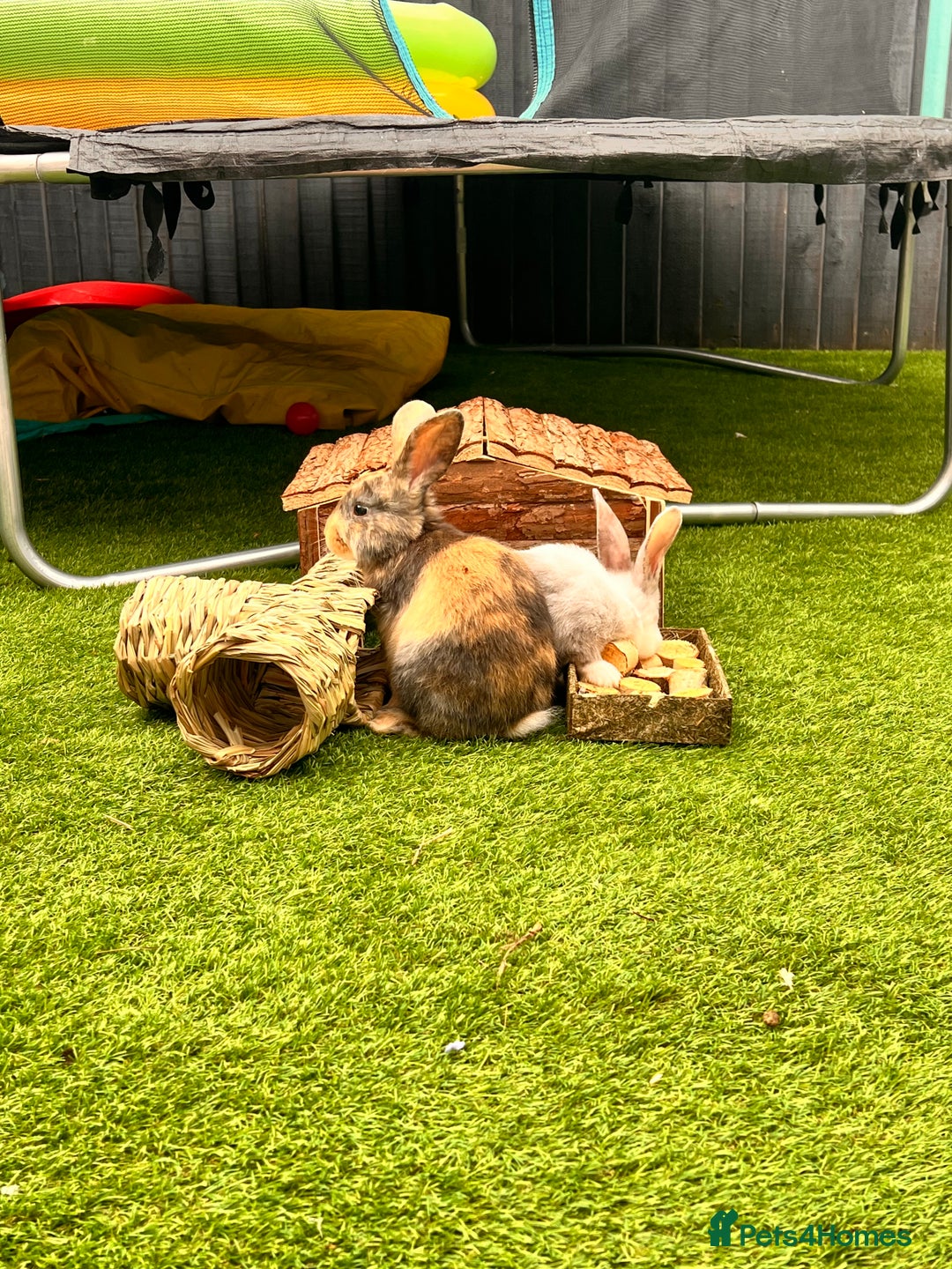 Mixed Breed rabbits for sale: Well-cared-for bunnies now available 🐇 - Image 4