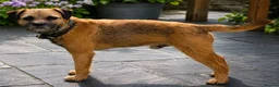 Border Terrier dogs for stud: K.c reg, Red Grizzle Border Terrier STUD ONLY - Advert 2