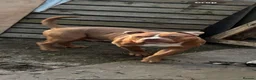 American Bully dogs for sale: American Standard Bully  in Huddersfield - Advert 12