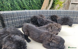 Mixed Breed dogs for sale: Saint Bernadoodles F1  - Image 4