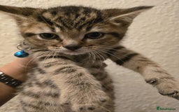 British Shorthair cats for sale: Adorable British kittens. Ready for new home. - Image 18