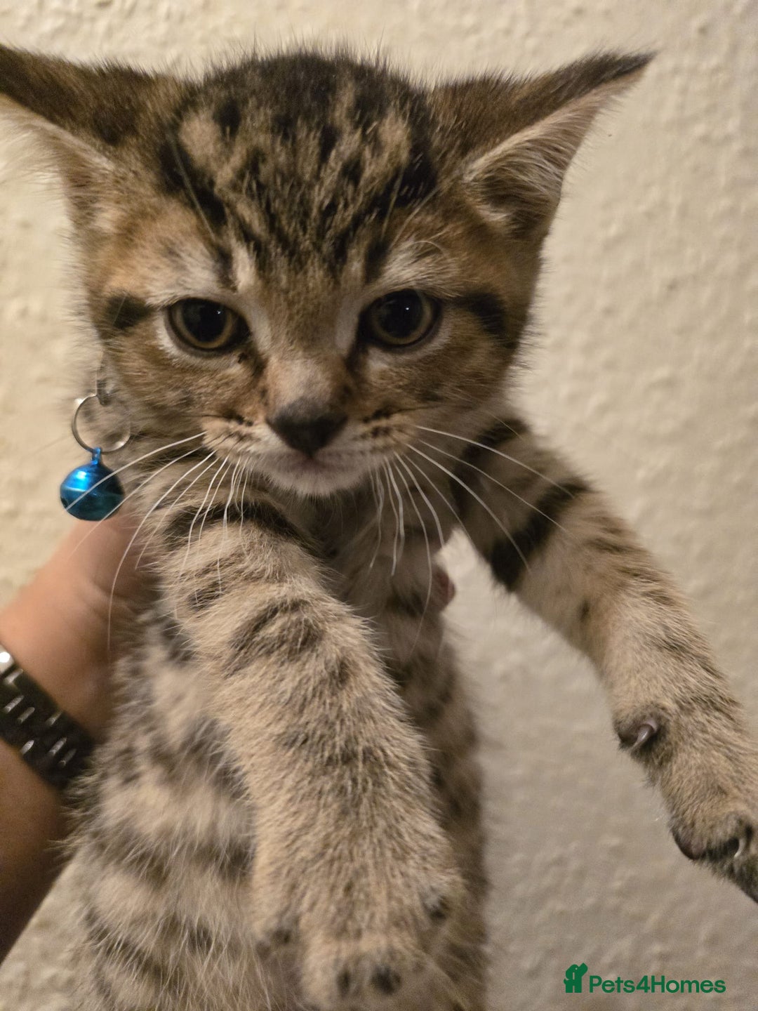 British Shorthair cats for sale: Adorable British kittens. Ready for new home. - Image 18