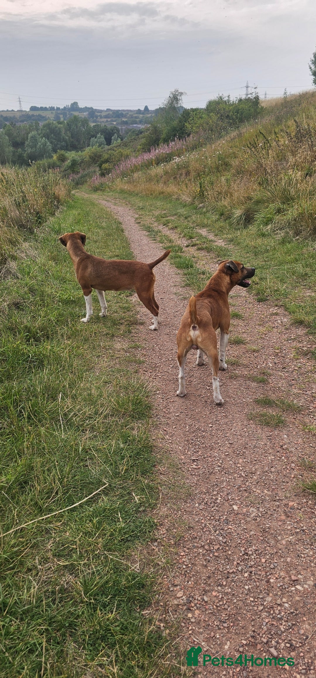 Plummer Terrier dogs for sale: Plummer terrier x - Image 5