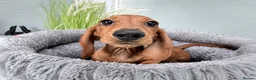 Miniature Dachshund dogs for sale: Beautiful clear red girl - Advert 3