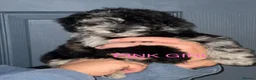 Toy Poodle dogs for sale: For sale 5 Stunning Asian/ toy poodle puppies  - Advert 2