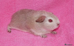 Guinea Pig rodents for sale: Baby male guinea pigs for sale - Image 5
