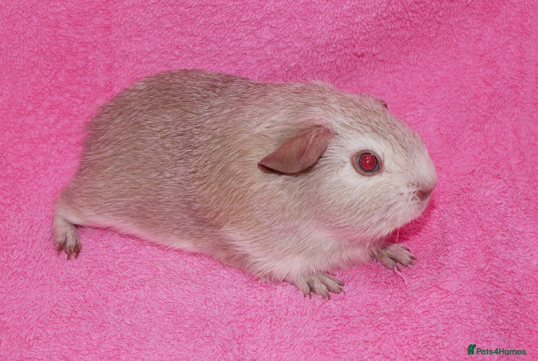 Guinea Pig rodents for sale: Baby male guinea pigs for sale - Image 5