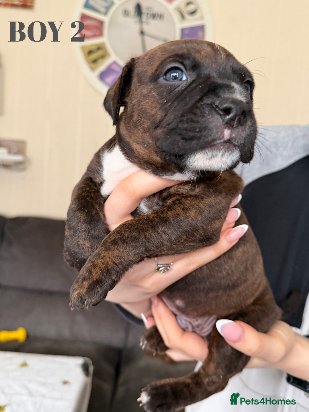 Staffordshire Bull Terrier dogs for sale: Precious Puppies Ready to Join Your Family - Advert 15