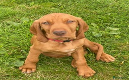 Hungarian Vizsla dogs for sale: Mark  - Image 6