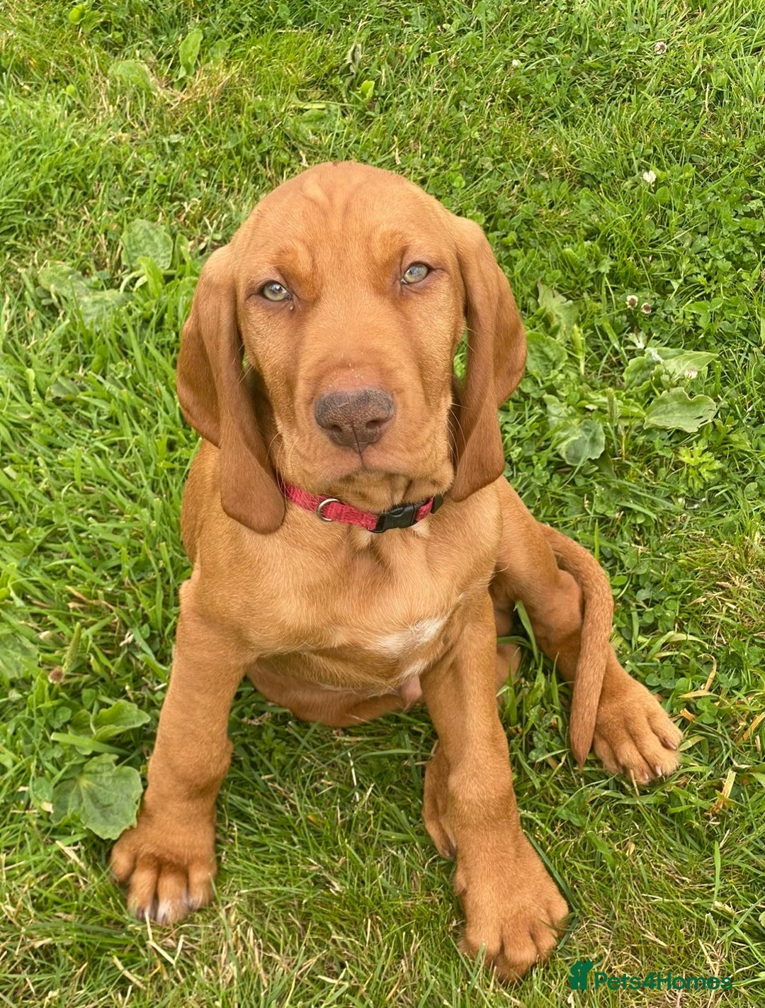 Hungarian Vizsla dogs for sale: Mark  - Image 6