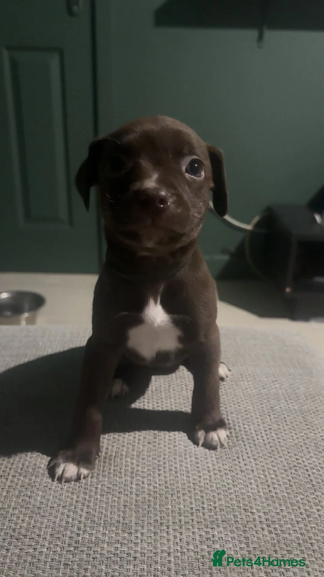 Mixed Breed dogs for sale: ‼️American bully x springer spaniel puppies ‼️  - Advert 23