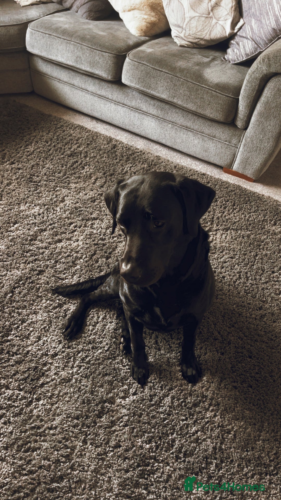 Labrador Retriever dogs for sale: Male Black Labrador  - Image 3