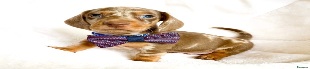 Miniature Dachshund Puppy 1