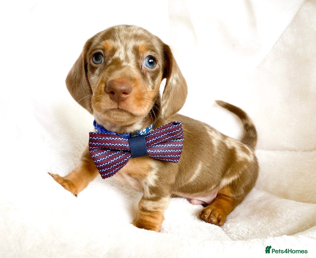 Miniature Dachshund dogs for sale: READY NOW PRA CLEAR DACHSHUND PUPPIES - Image 9