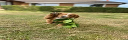 Cocker Spaniel dogs for sale: OFTW Kc working cocker spaniel pups  - Advert 5