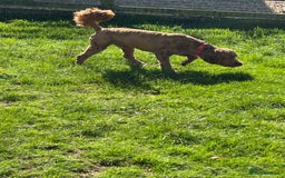 Goldendoodle dogs for sale: 11-month-old male Goldendoodle - Image 6