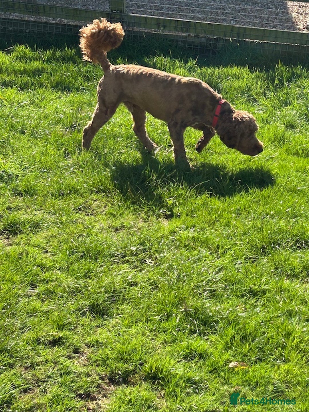 Goldendoodle dogs for sale: 11-month-old male Goldendoodle - Image 6