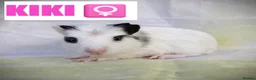 Guinea Pig rodents for sale: 🐹 8 Baby Guinea Pigs ❤️ - Advert 8