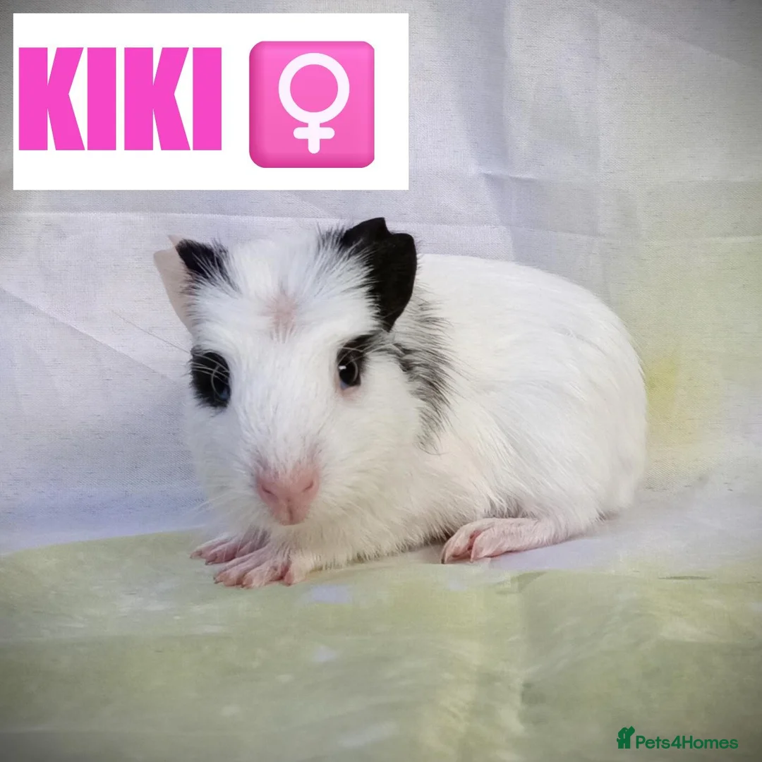 Guinea Pig rodents for sale: 🐹 8 Baby Guinea Pigs ❤️ - Advert 8