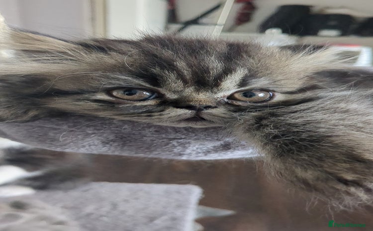 Persian cats - Advert 11