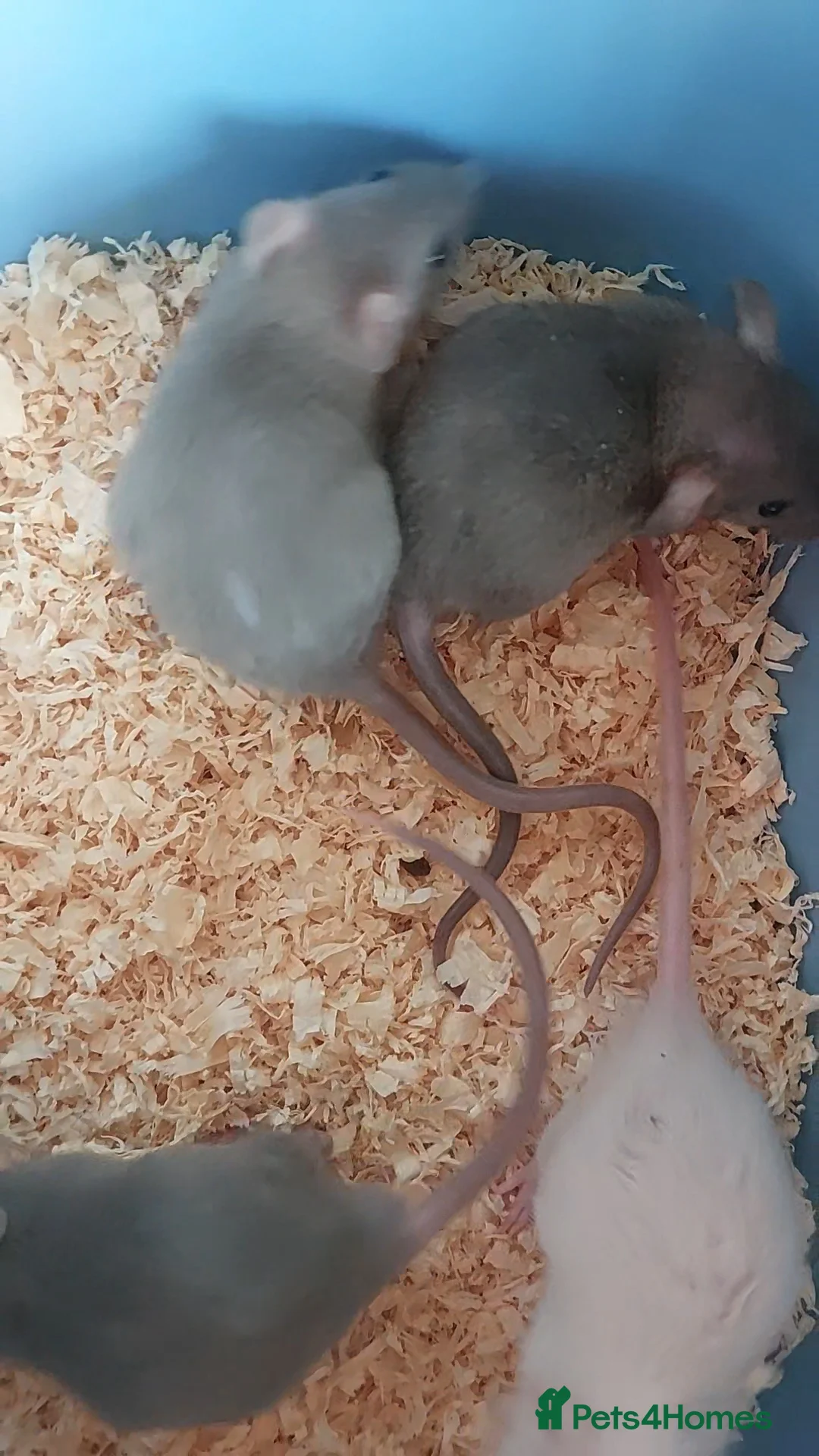 Rat rodents for sale: Standard Fancy Rats - Advert 2