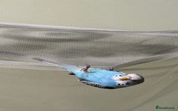 Budgerigars birds for sale: Baby girl in need of a big family of budgies - Image 3