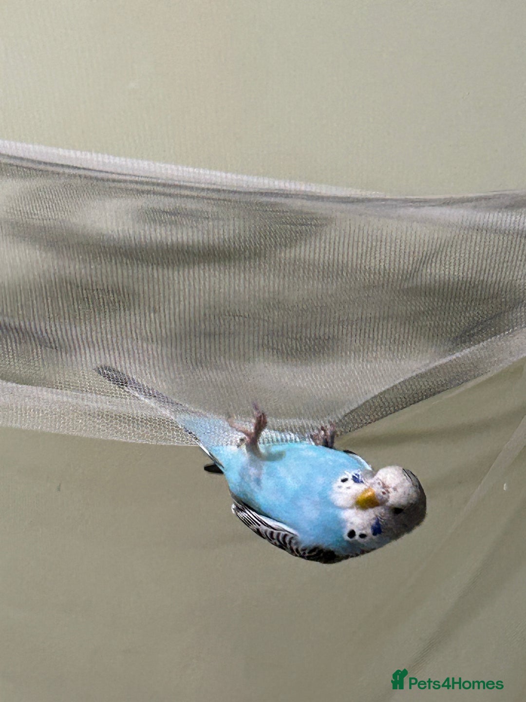 Budgerigars birds for sale: Baby girl in need of a big family of budgies - Image 3