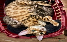 Bengal cats for sale: Beatiful bengal kittens.  - Image 8