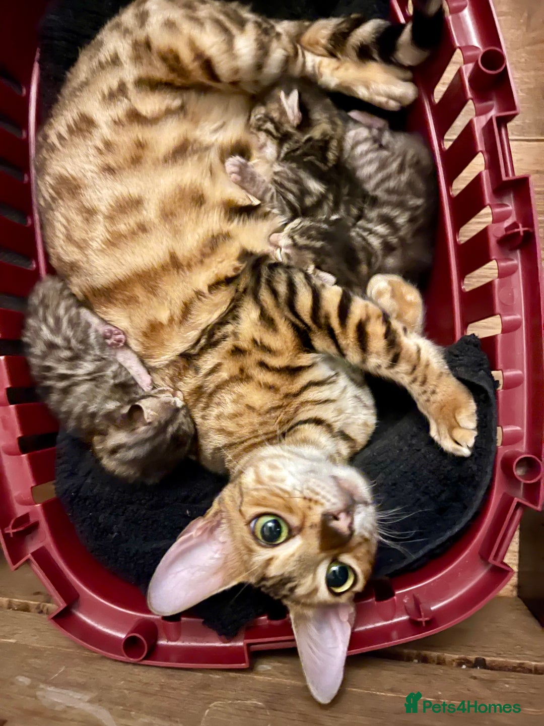 Bengal cats for sale: Beatiful bengal kittens.  - Image 8