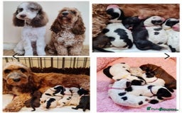 Goldendoodle dogs for stud: FULLY HEALTH TESTED! MOYEN POODLE STUD! in Kettering - Image 31