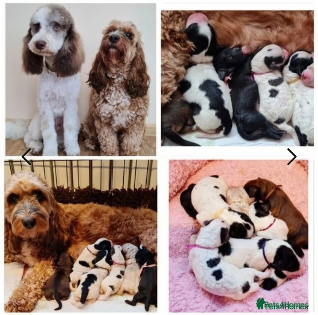 Goldendoodle dogs for stud: FULLY HEALTH TESTED! MOYEN POODLE STUD! in Kettering - Image 31