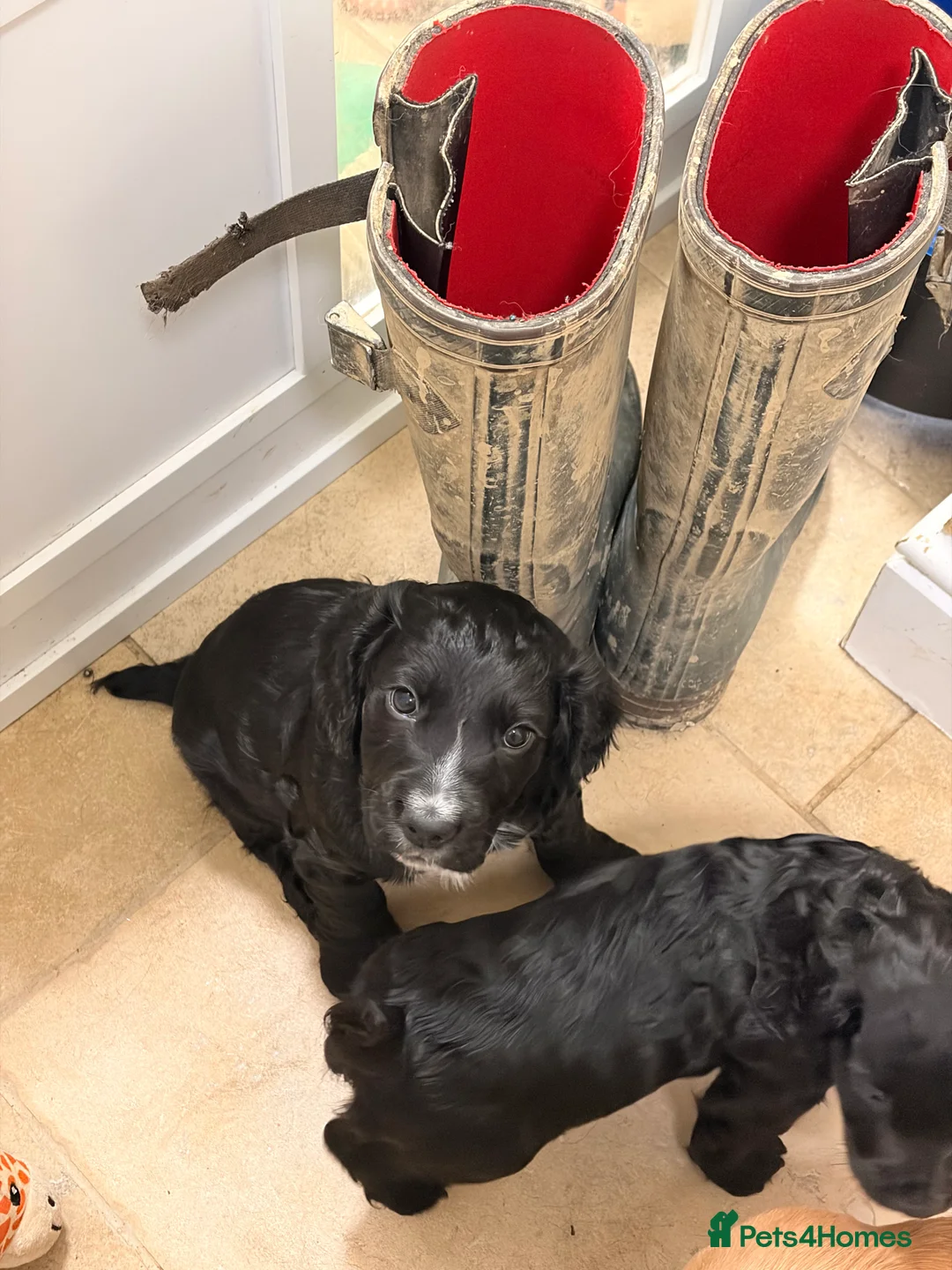 Cocker Spaniel dogs for sale: Black dog & black bitch  - Advert 1