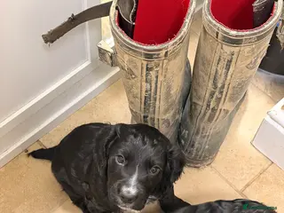 Cocker Spaniel dogs Black dog & black bitch - Advert 3