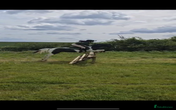 Irish Cob horses for sale: 13.1 fun loving all rounder  - Image 14