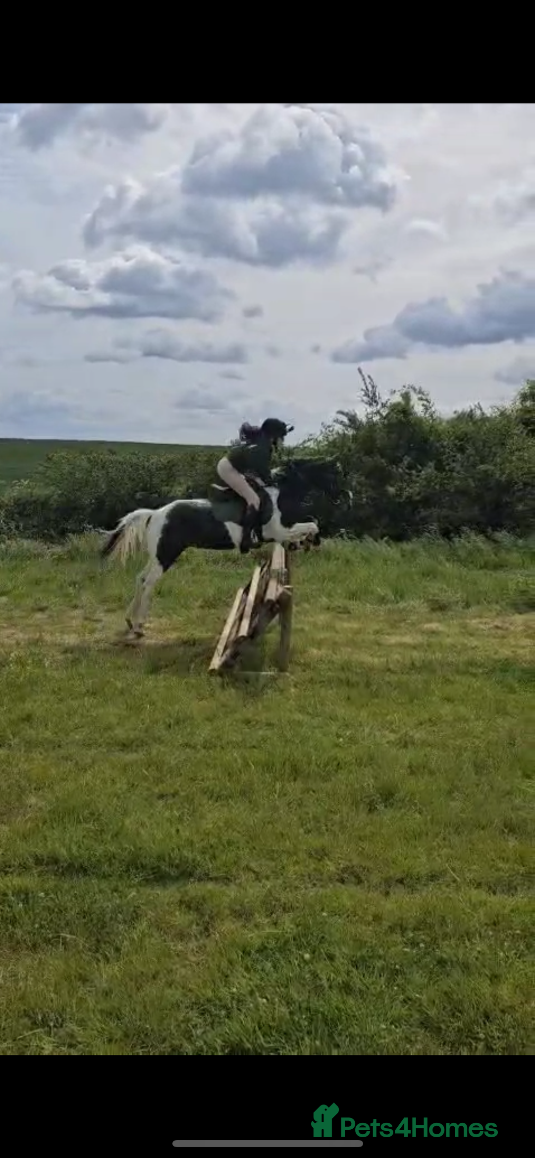 Irish Cob horses for sale: 13.1 fun loving all rounder  - Image 14