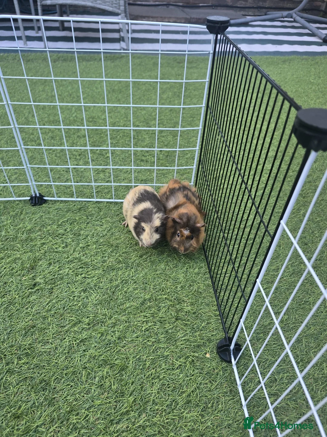 Guinea Pig rodents for sale: 8 week old female guinea pigs,cage and accessories - Advert 2