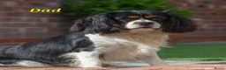 Cavalier King Charles Spaniel dogs for sale: Beautiful Cavalier King Charles Spaniel 7 Puppies - Advert 19
