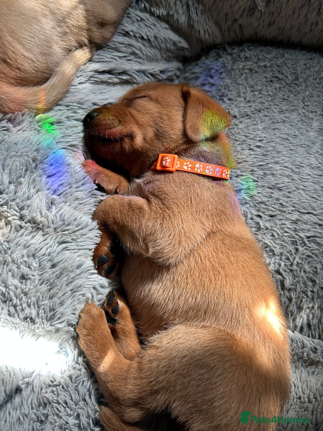 Labrador Retriever dogs for sale: Beautiful Labrador puppies 4 coats colour  - Image 27