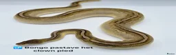 Python Snake reptiles for sale:  Various ball pythons  - Advert 3