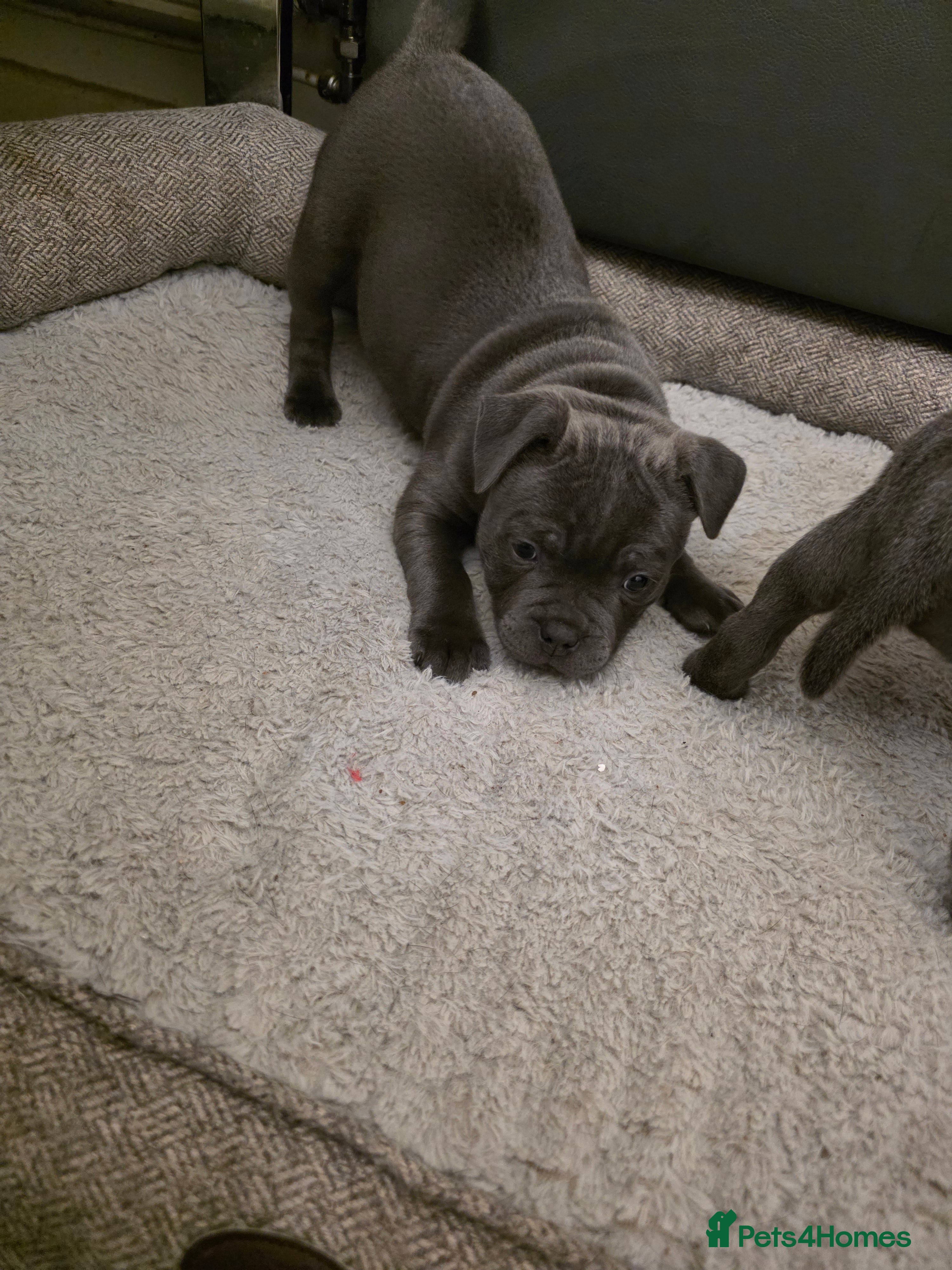 Staffordshire Bull Terrier dogs KC Reg. Staffordshire Bull Terrier  COI 5.2 - Advert 13