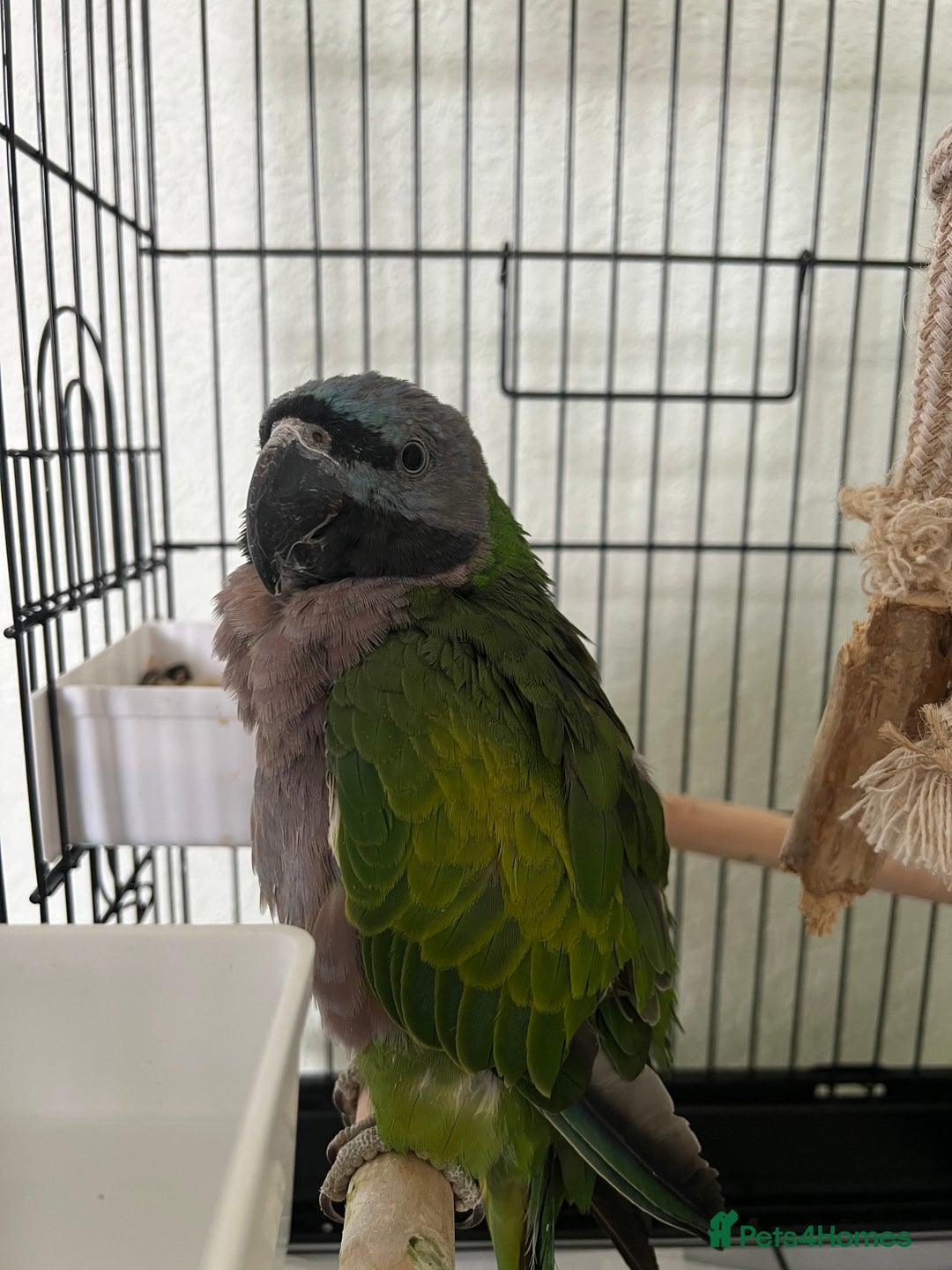 Parrots birds for sale: Lord Derby Parrot - Image 1