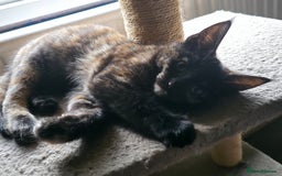 Maine Coon cats for sale: Mix Maine Cone kittens  - Image 4